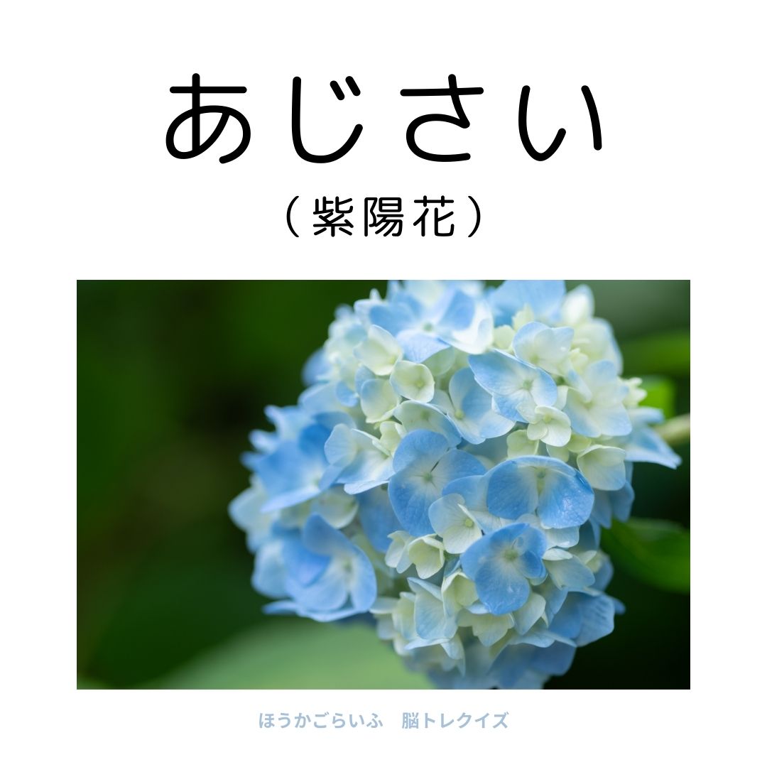 高齢者向け（無料）言葉の並び替えで脳トレしよう！文字（ひらがな）を並び替える簡単なゲーム【花の名前】健康寿命を延ばす鍵